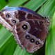 Illustration for article titled Butterfly Under Immense Pressure Not To Fuck Up Timeline With Misplaced Wing Flapem/em
